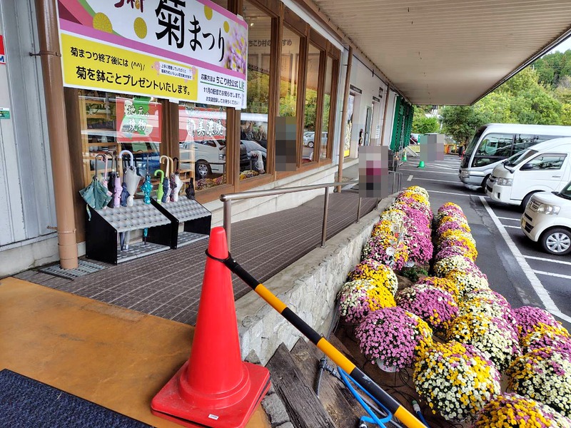 菊の鉢が並ぶ入口前のスロープ