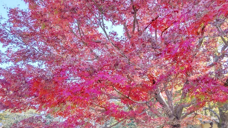 紅葉山庭園の真っ赤に色づいたもみじ
